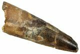 Fossil Spinosaurus Tooth - Real Dinosaur Tooth #344182-1